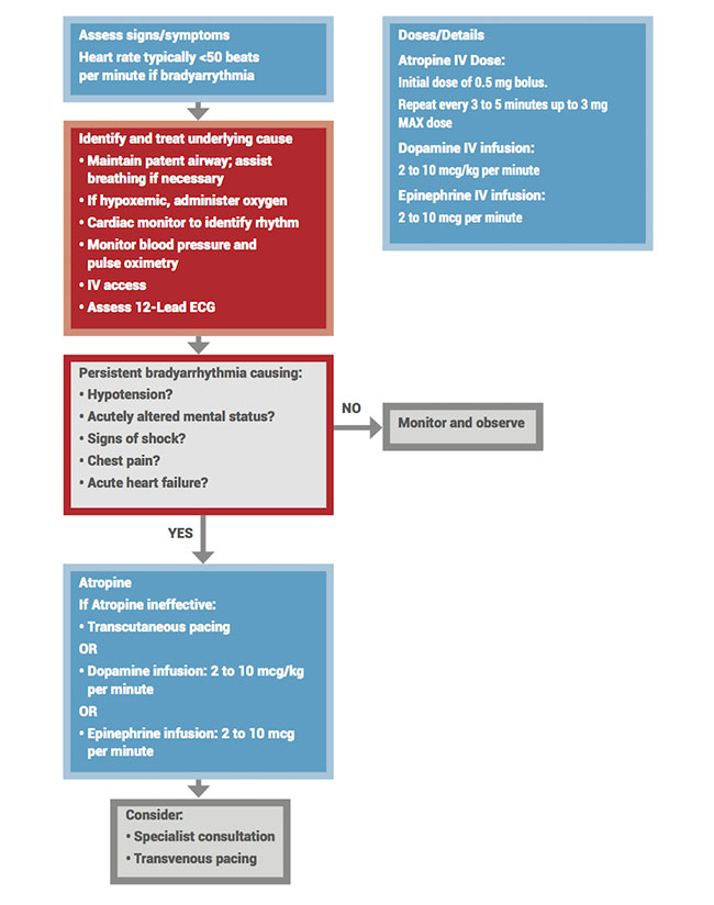 Bradyarrhythmia algorithm flowchart for assessing symptoms, identifying causes, and managing persistent cases with medications or pacing based on severity.