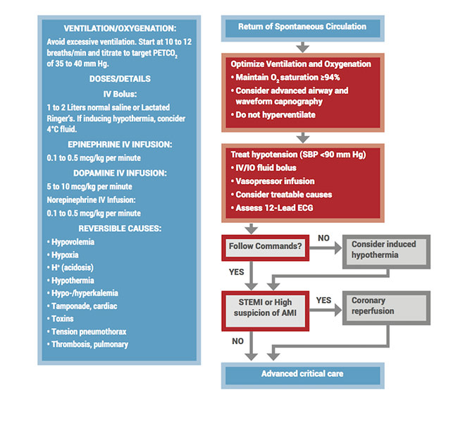 Post-cardiac arrest care algorithm flowchart detailing ventilation, oxygenation, hypotension management, reversible causes, hypothermia consideration, and advanced critical care steps.