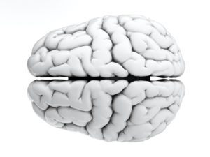 brain