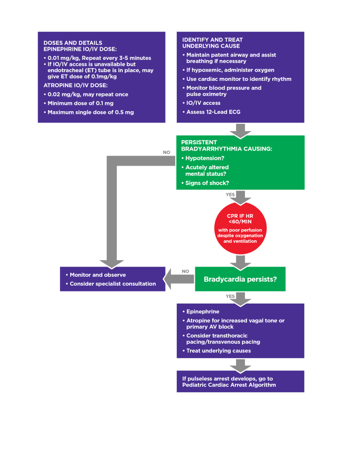 Pediatric bradycardia algorithm flowchart showing medication dosages, steps for identifying and treating causes, and escalation based on bradyarrhythmia symptoms and persistence.