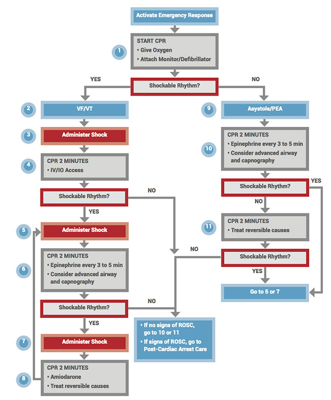 Adult cardiac arrest algorithm flowchart showing steps for shockable (VF/VT) and non-shockable (asystole/PEA) rhythms, including CPR, defibrillation, and medication guidelines.
