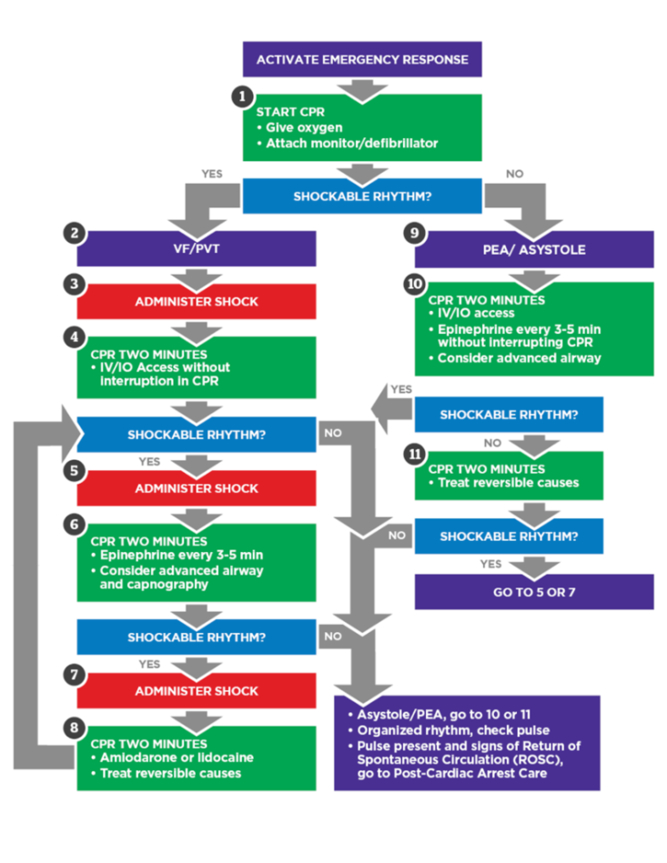 Flowchart outlining adult cardiac arrest algorithm, showing steps for shockable and non-shockable rhythms, CPR, medication, and advanced airway considerations.