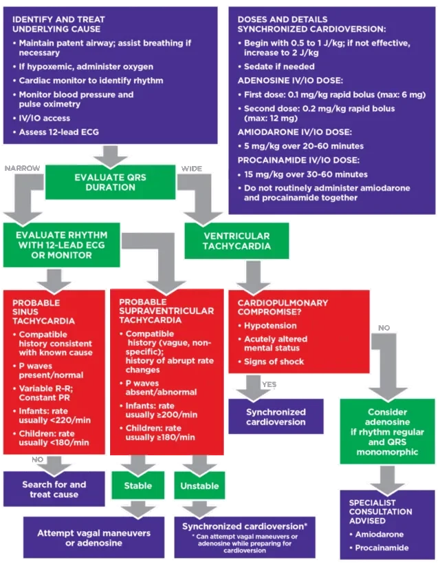 Pediatric tachycardia cardiac algorithm flowchart with steps for evaluating QRS duration, identifying rhythm, and treatment options based on clinical findings and stability.