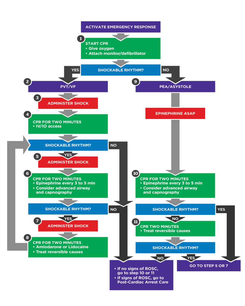 Adult Cardiac Arrest Management Algorithm ACLS Online Handbook