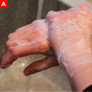 bbp_figure3a