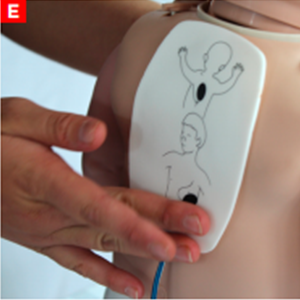 bls_figure12e
