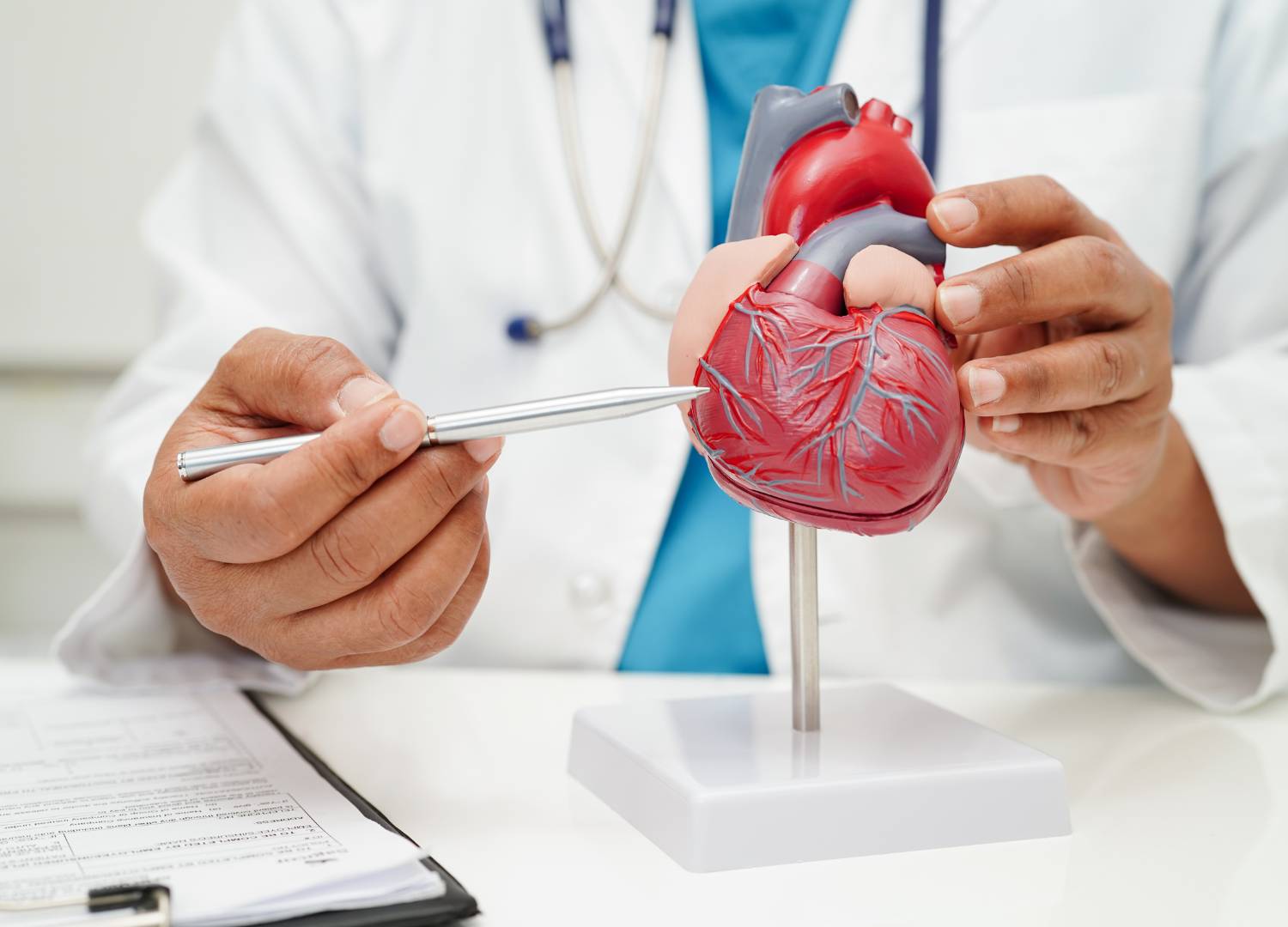 A medical professional using a model to explain heart anatomy.