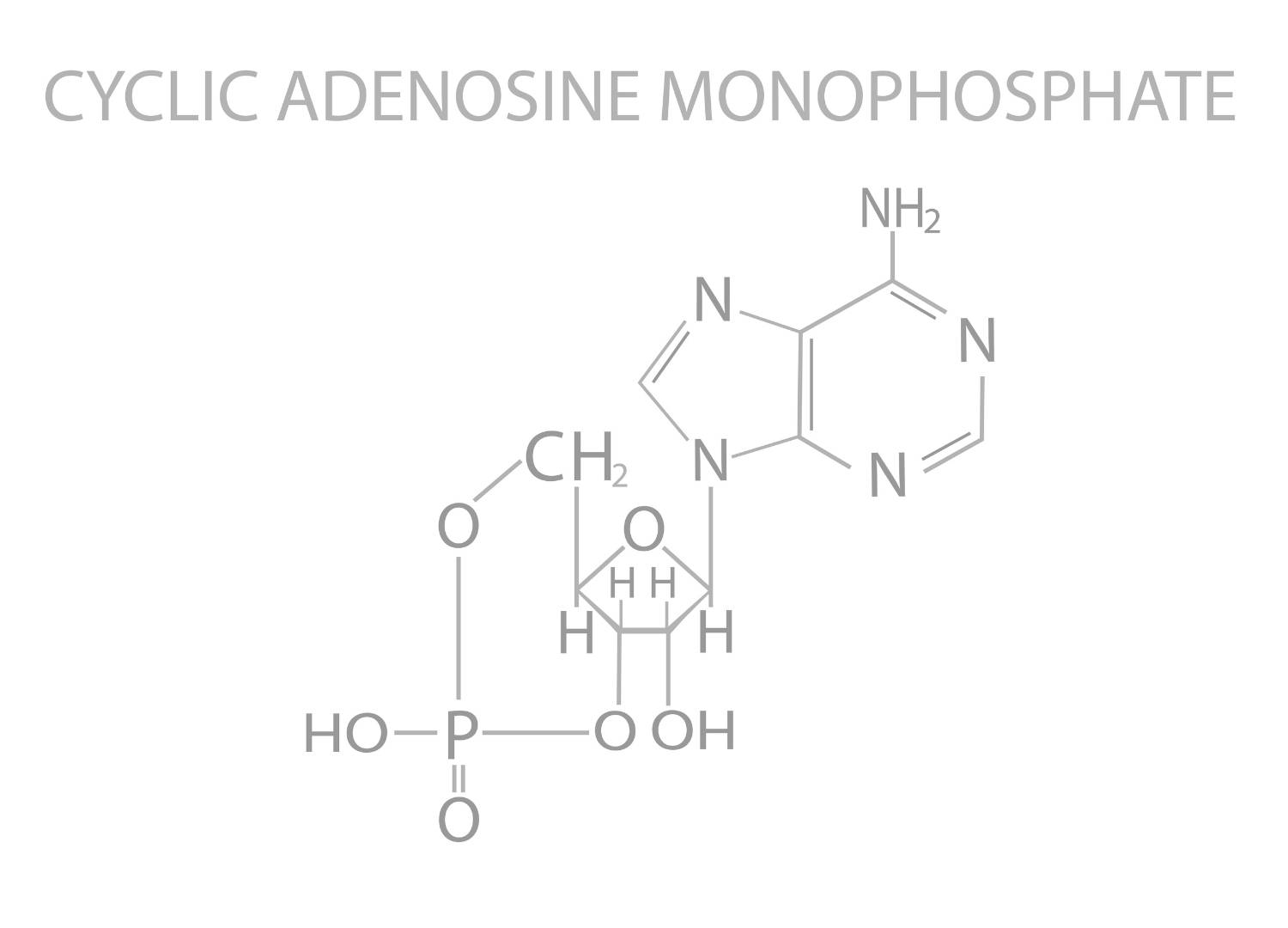 Molecular structure diagram of cyclic adenosine monophosphate, illustrating the biochemical context of Adenosine dose in medical treatments.